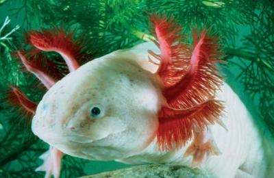 cort&aacute;zar, cort&aacute;zar